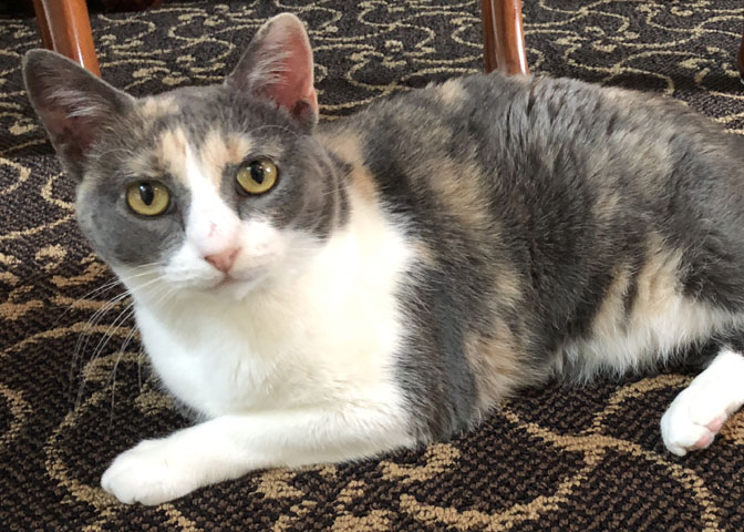 Cat,sitter,overland,park,olathe,ks,leawood,stilwell,kansas,dog,pet,experienced,safe,house,rates,near,me,friendly,owners,walkers,home,comfortable,